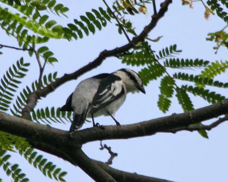 File:Pied Triller (Lalage nigra) - Flickr - Lip Kee.jpg