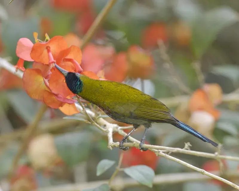 File:White-flanked Sunbird (Aethopyga eximia) - Flickr - Lip Kee.jpg