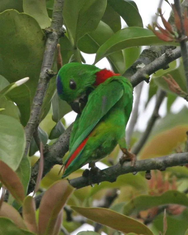 File:Blue-crowned Hanging-Parrot (Loriculus galgulus) - Flickr - Lip Kee.jpg