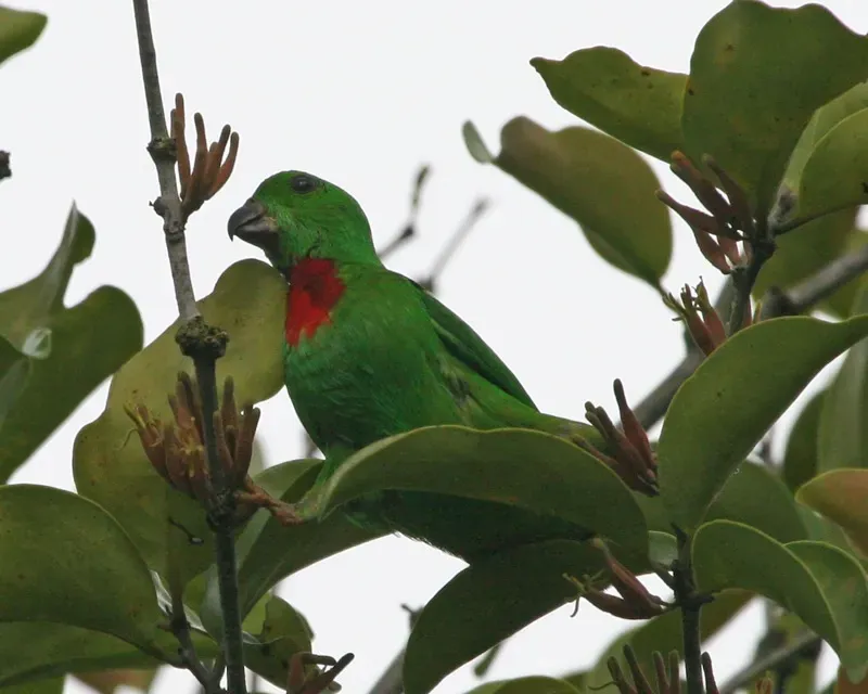 File:Blue-crowned Hanging-Parrot (Loriculus galgulus) - Flickr - Lip Kee (1).jpg