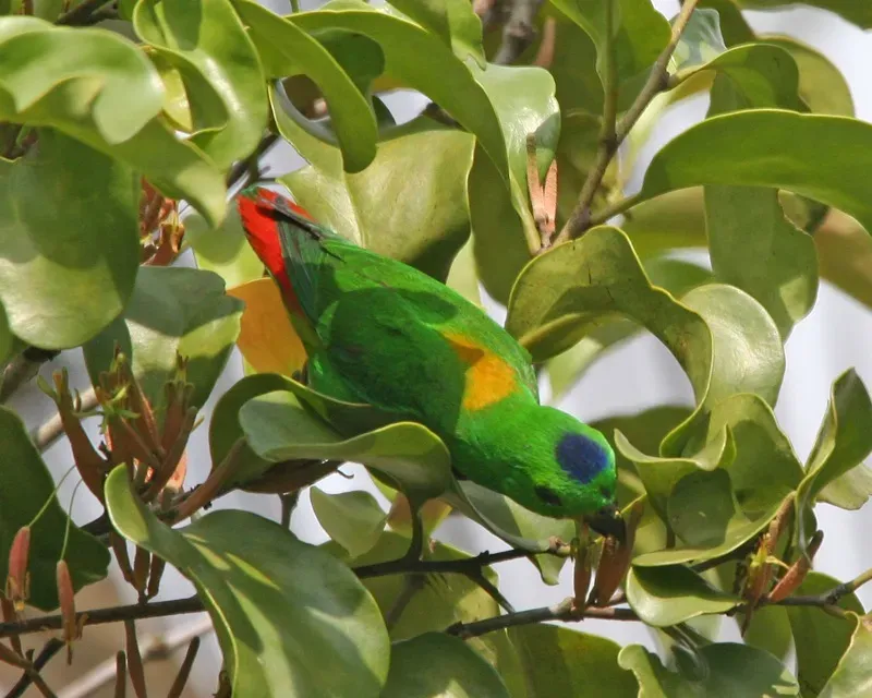 File:Blue-crowned Hanging-Parrot (Loriculus galgulus) - Flickr - Lip Kee (3).jpg