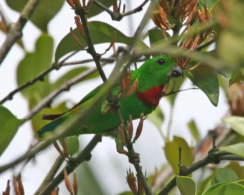 File:Blue-crowned Hanging-Parrot (Loriculus galgulus) - Flickr - Lip Kee (5).jpg
