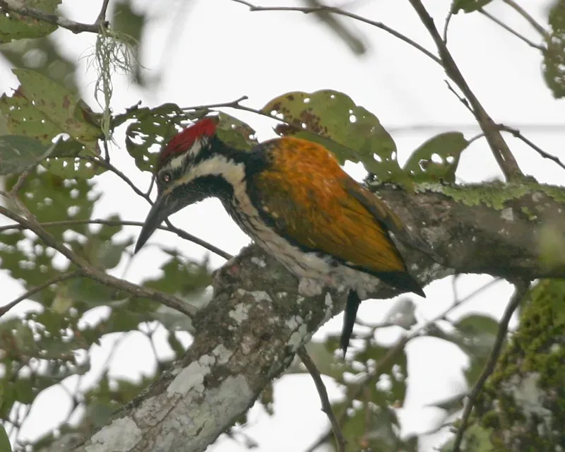 File:Black-rumped flameback (Dinopium benghalense) - Flickr - Lip Kee.jpg