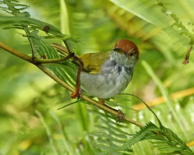 File:Dark-necked Tailorbird (Orthotomus atrogularis) - Male - Flickr - Lip Kee.jpg
