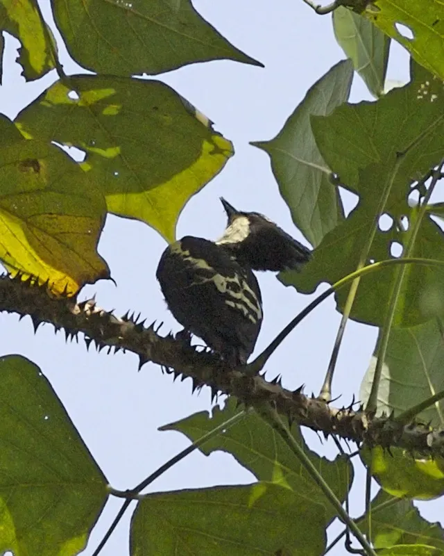 File:Heart-spotted Woodpecker (Hemicircus canente) female, Thattekad, Kerala 2.jpg