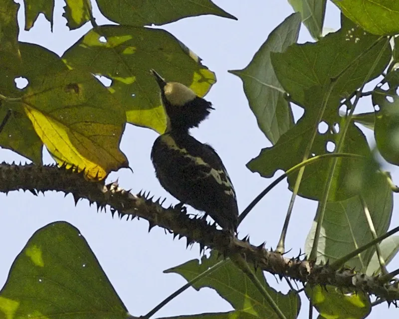 File:Heart-spotted Woodpecker (Hemicircus canente) female, Thattekad, Kerala 1.jpg