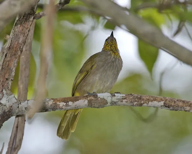 File:Stripe-throated Bulbul (Pycnonotus finlaysoni finlaysoni) - Flickr - Lip Kee.jpg