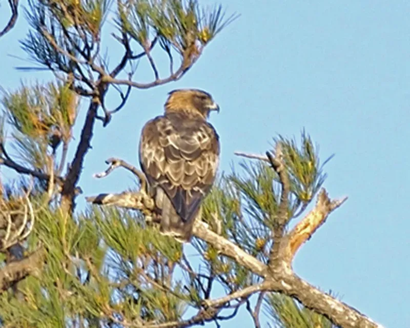 File:Little Eagle (Hieraaetus morphnoides) post flight - Flickr - Lip Kee.jpg