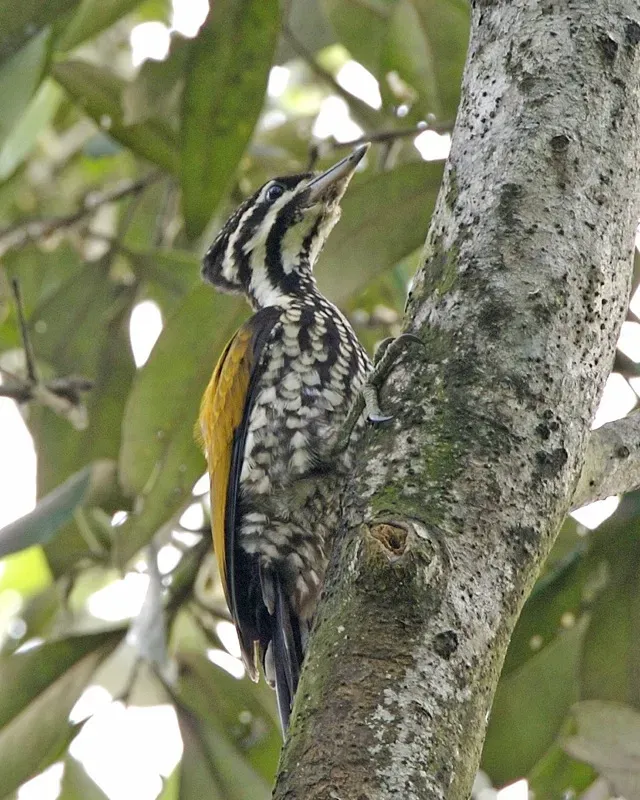 File:Common Flameback (Dinopium javanense javanense) - preparing to take off - Flickr - Lip Kee.jpg