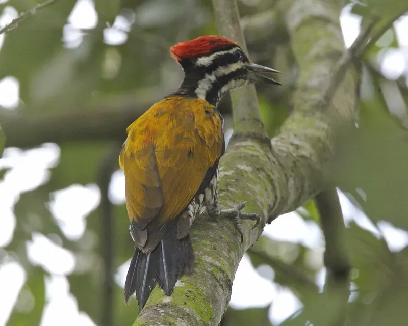 File:Common Flameback (Dinopium javanense javanense) - Flickr - Lip Kee (1).jpg