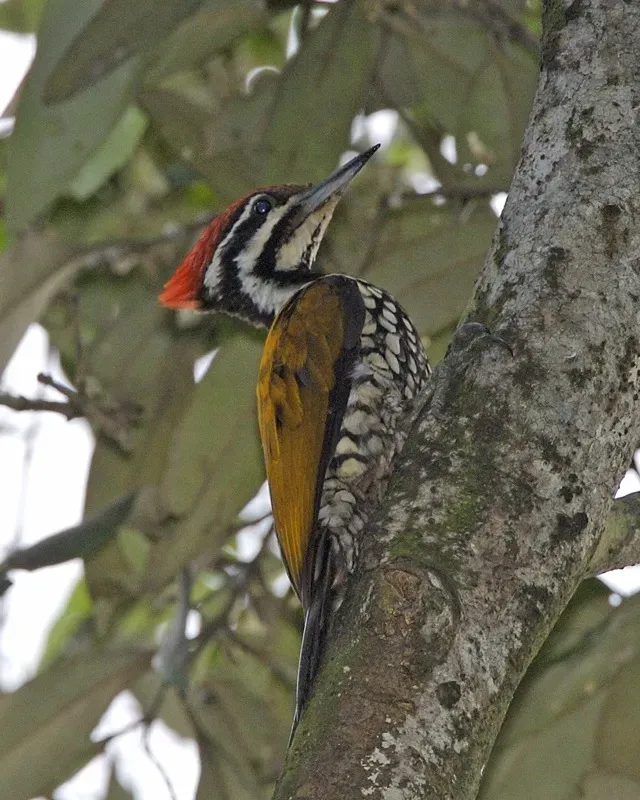 File:Common Flameback (Dinopium javanense javanense) - Flickr - Lip Kee (2).jpg
