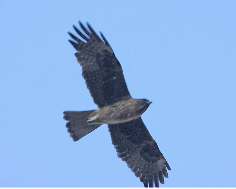 File:Little Eagle (Hieraaetus morphnoides) - Flickr - Lip Kee.jpg