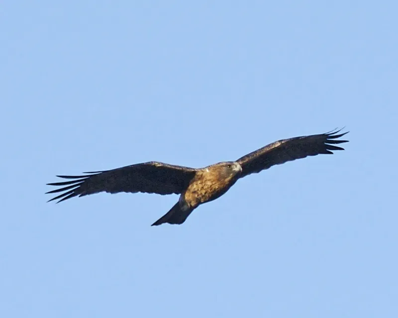 File:Little eagle (Hieraaetus morphnoides) - Flickr - Lip Kee (2).jpg