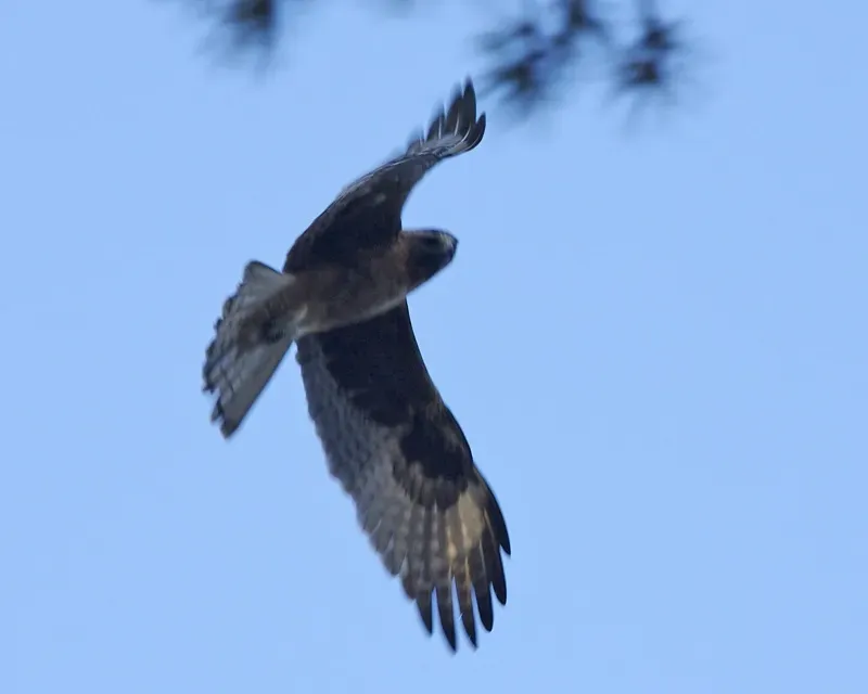 File:Little eagle (Hieraaetus morphnoides) - Flickr - Lip Kee.jpg