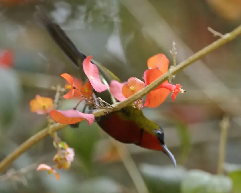File:White-flanked Sunbird (Aethopyga eximia) male - Flickr - Lip Kee.jpg