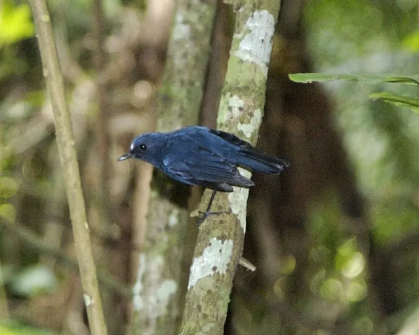 File:Sunda blue robin (Myiomela diana) male - Flickr - Lip Kee (2).jpg