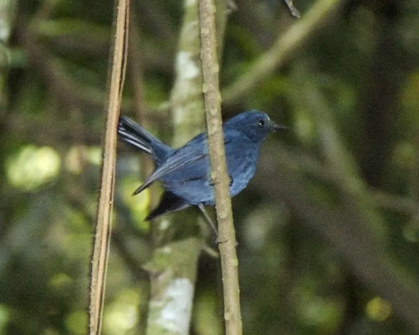 File:Sunda blue robin (Myiomela diana) male - Flickr - Lip Kee (1).jpg
