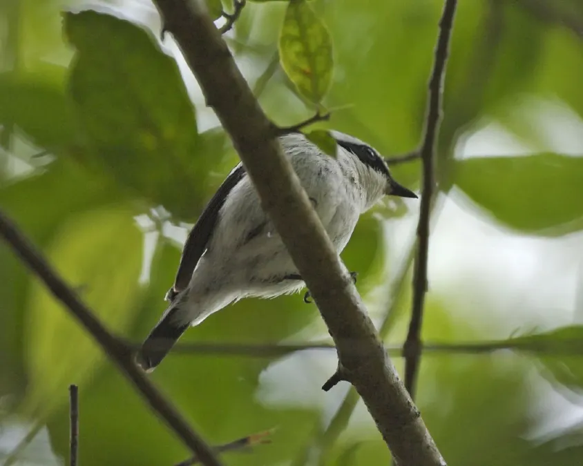 File:Little Pied Flycatcher (Ficedula westermanni) - Flickr - Lip Kee (3).jpg
