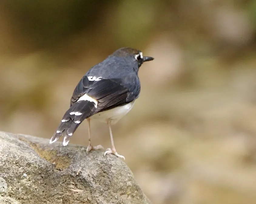 File:Sunda Forktail (Enicurus velatus) - Flickr - Lip Kee.jpg