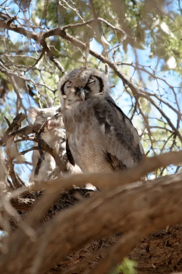 File:Ptilopsis granti Kgalagadi 1.jpg