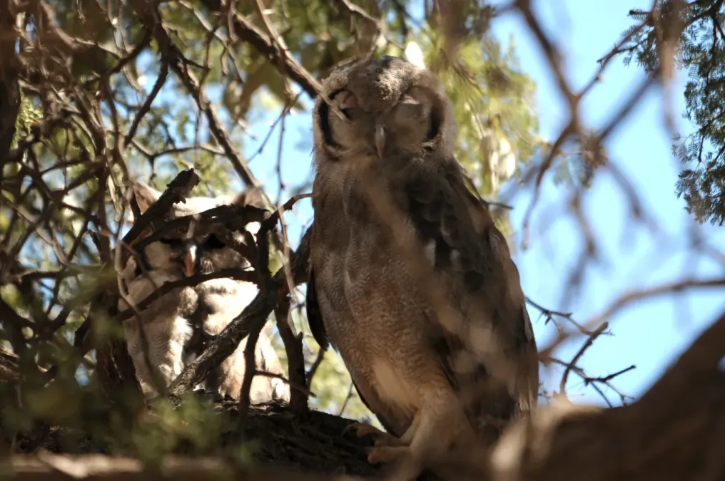 File:Ptilopsis granti Kgalagadi 2.jpg