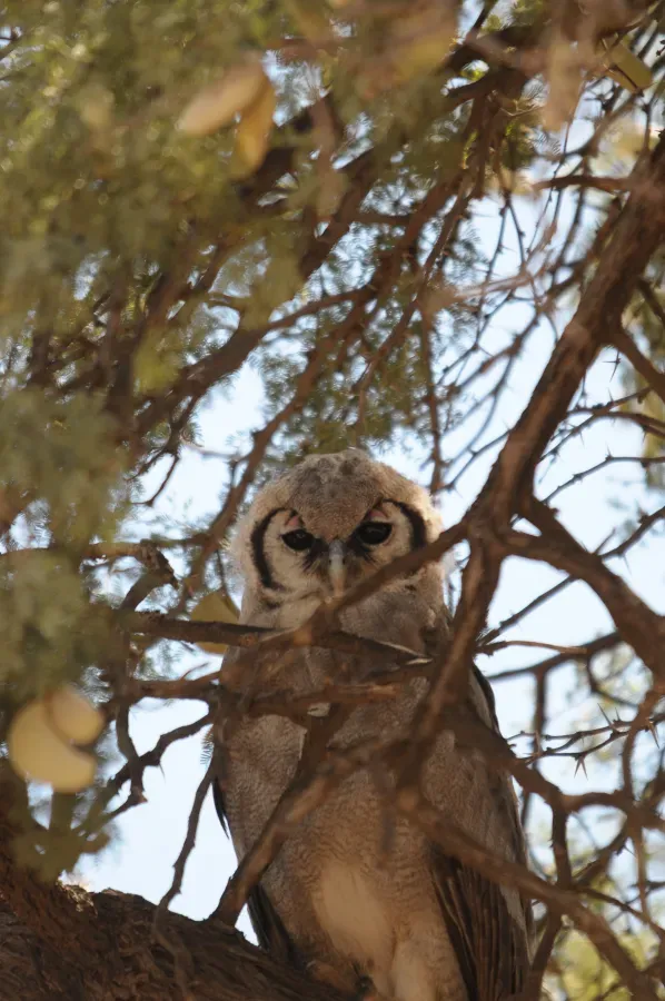 File:Ptilopsis granti Kgalagadi 5.jpg