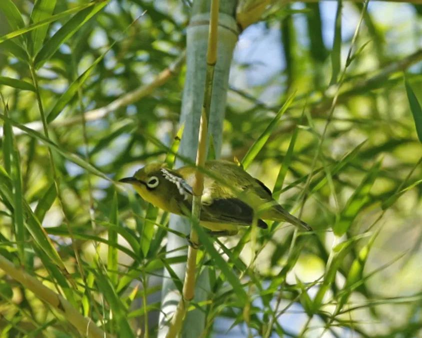 File:Yellow-bellied White-eye (Zosterops chloris) Q0S7000 - Flickr - Lip Kee.jpg