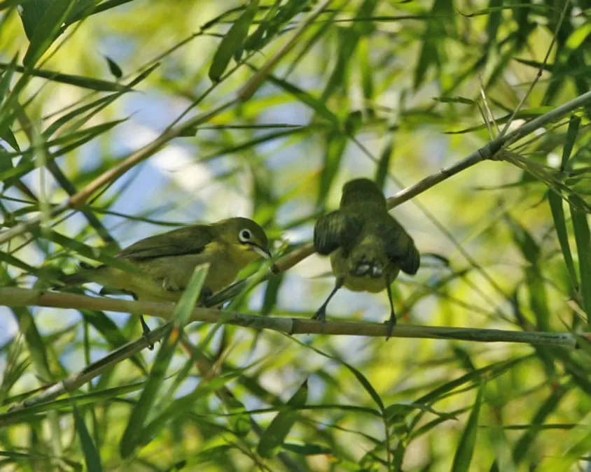 File:Yellow-bellied White-eye (Zosterops chloris) - Flickr - Lip Kee.jpg