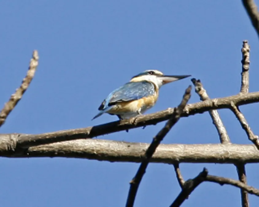 File:Sacred Kingfisher (Todiramphus sanctus) - Flickr - Lip Kee (4).jpg
