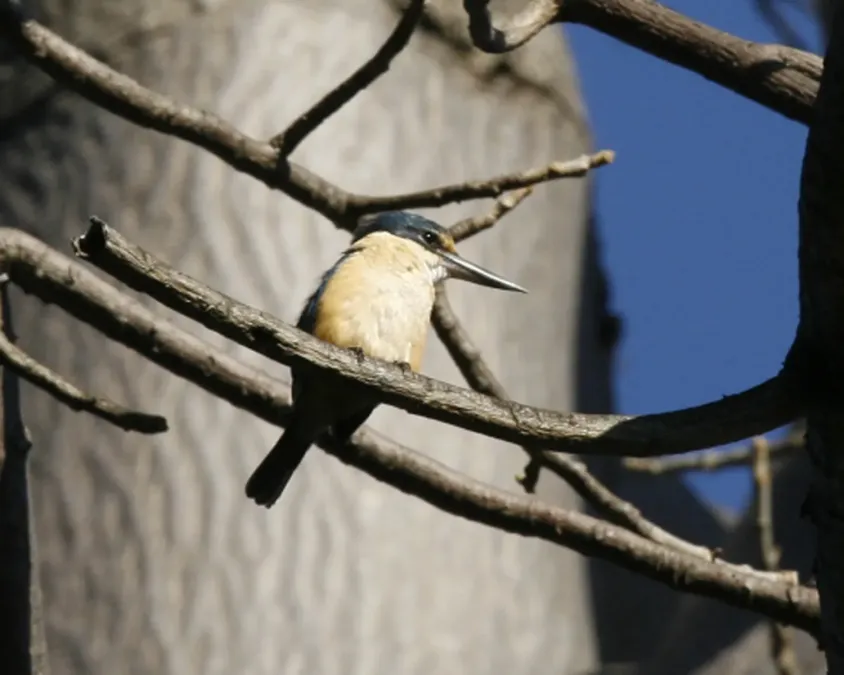 File:Sacred Kingfisher (Todiramphus sanctus) - Flickr - Lip Kee (5).jpg