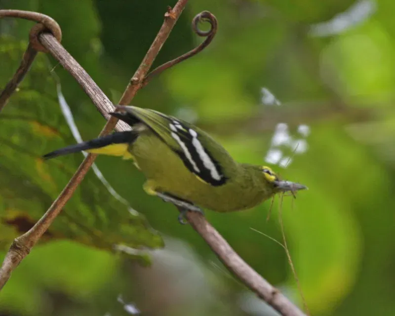 File:Green Iora (Aegithina viridissima) - Flickr - Lip Kee.jpg