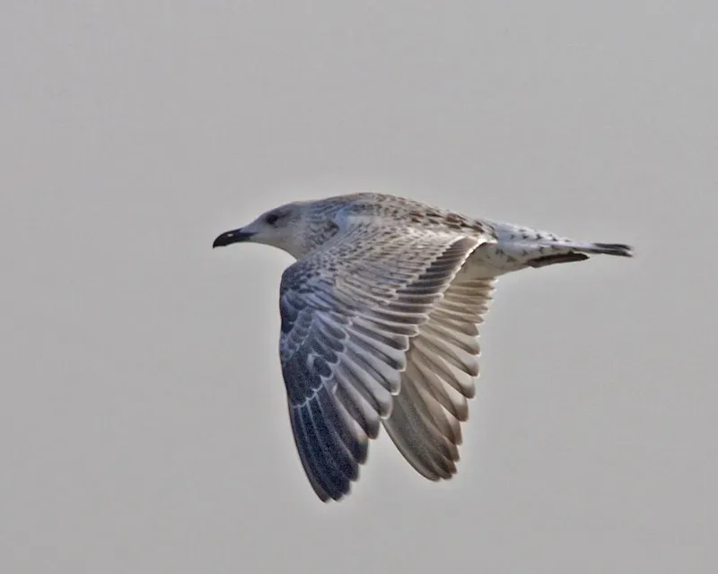 File:Vega Gull (Larus vegae) - 1st summer - Flickr - Lip Kee.jpg