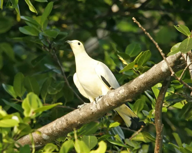 File:Pied Imperial Pigeon, Ducula bicolor bicolor - Flickr - Lip Kee (1).jpg