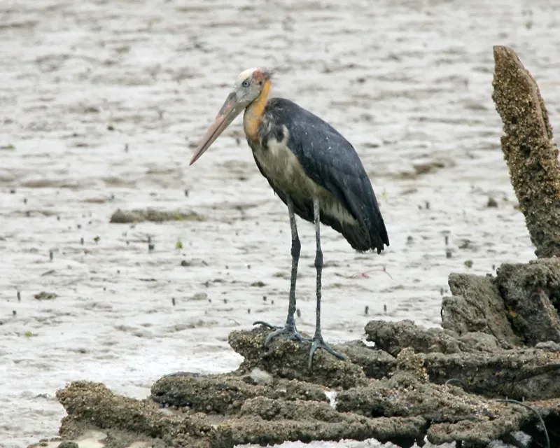File:Lesser Adjutant (Leptoptilos javanicus) - Flickr - Lip Kee (4).jpg