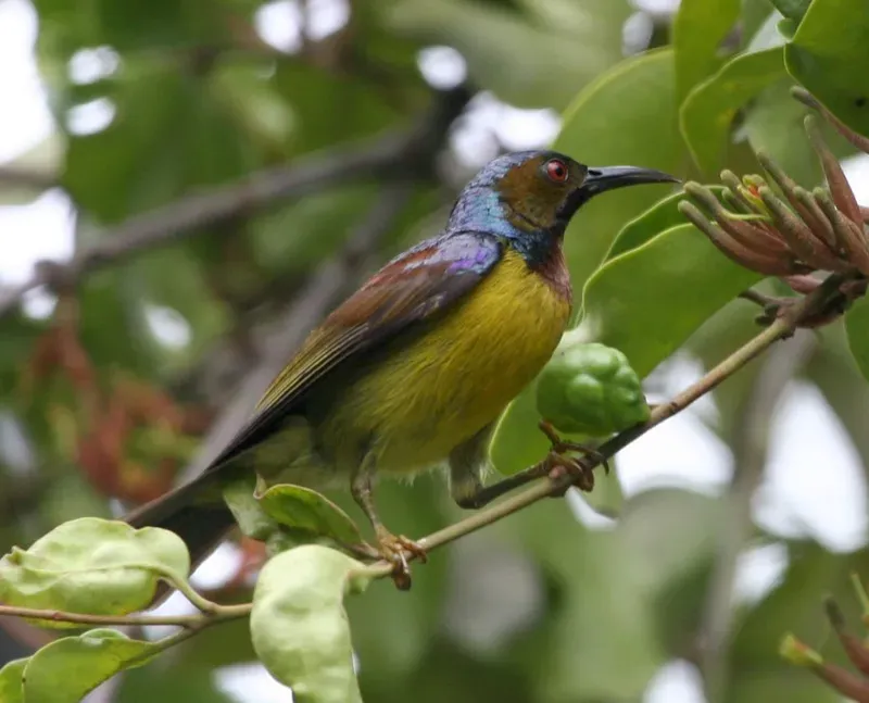 File:Plain-throated Sunbird (Anthreptes malacensis malacensis) - Flickr - Lip Kee.jpg