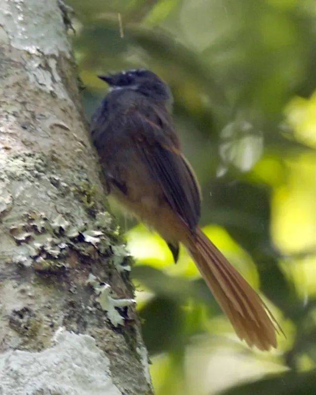 File:Rufous-tailed Fantail Rhipidura phoenicura - Flickr - Lip Kee.jpg