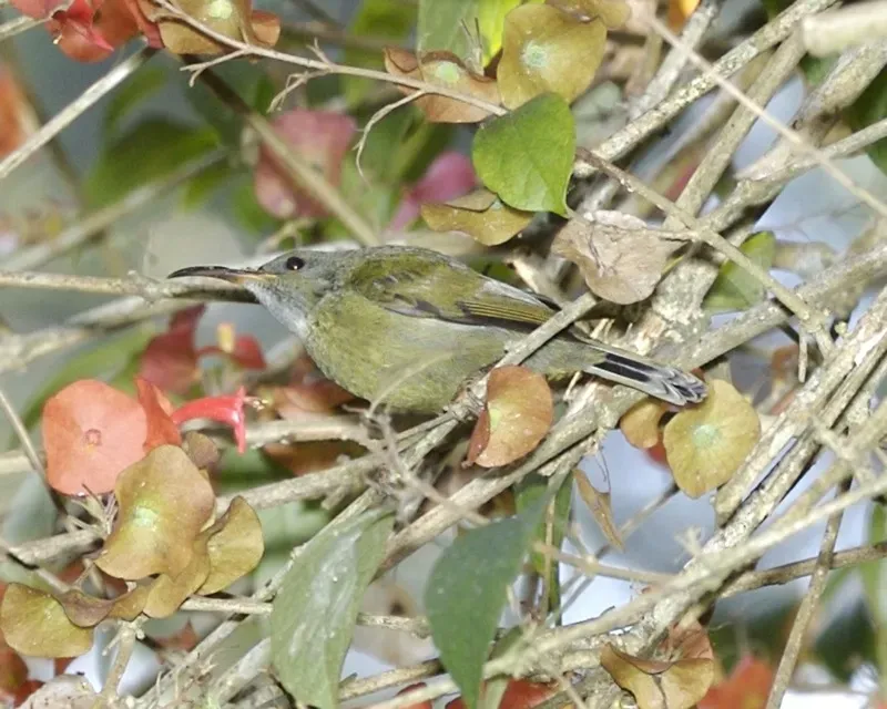 File:White-flanked Sunbird (Aethopyga eximia) - Flickr - Lip Kee (2).jpg