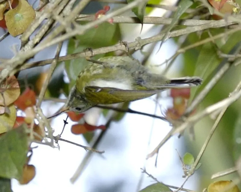 File:White-flanked Sunbird (Aethopyga eximia) - Flickr - Lip Kee (4).jpg