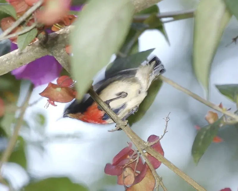 File:Blood-breasted Flowerpecker (Dicaeum sanguinolentum) - Flickr - Lip Kee.jpg