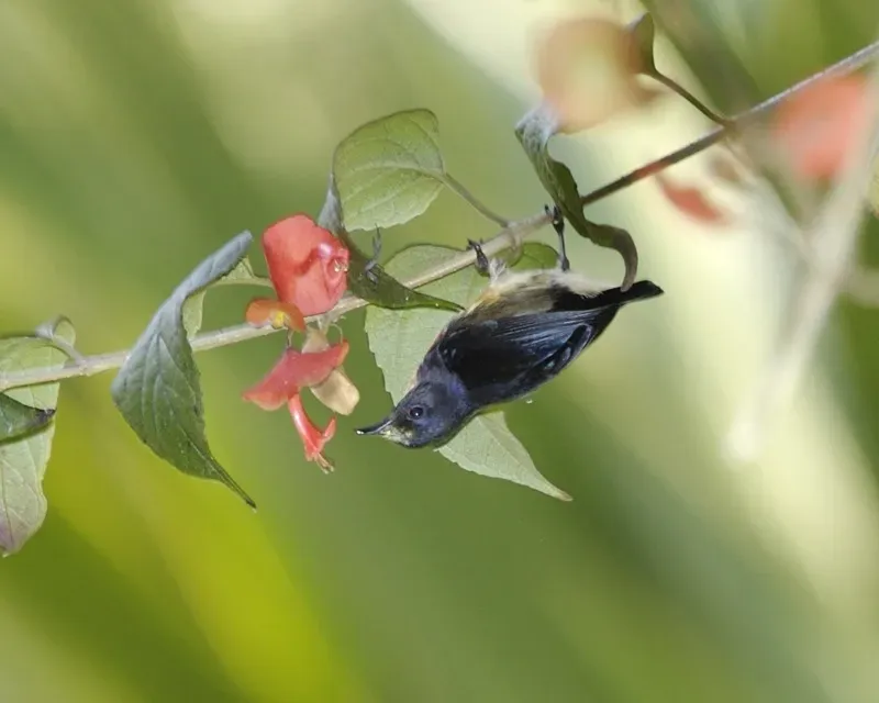 File:Blood-breasted Flowerpecker- male (Dicaeum sanguinolentum) - Flickr - Lip Kee.jpg