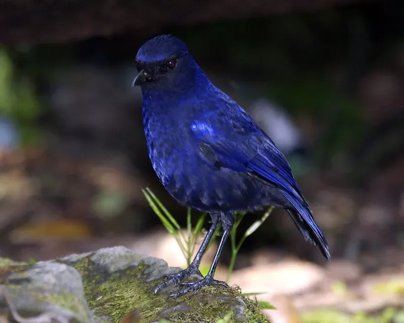 File:Javan whistling thrush (Myophonus glaucinus) - Flickr - Lip Kee (1).jpg
