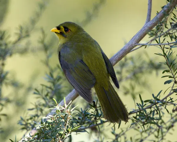 File:Bell miner (Manorina melanophrys) - Flickr - Lip Kee.jpg