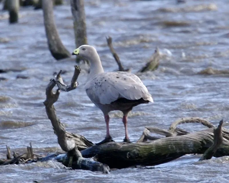 File:Cape Barren goose (Cereopsis novaehollandiae) - Flickr - Lip Kee.jpg