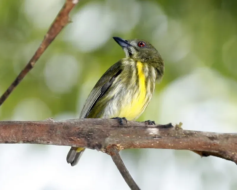 File:Yellow-breasted Flowerpecker (Prionochilus maculatus) - Flickr - Lip Kee (1).jpg