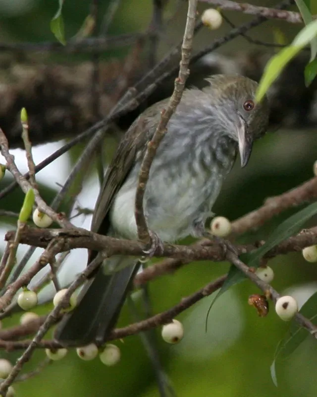 File:Streaked Bulbul (Ixos malaccensis) - Flickr - Lip Kee (1).jpg