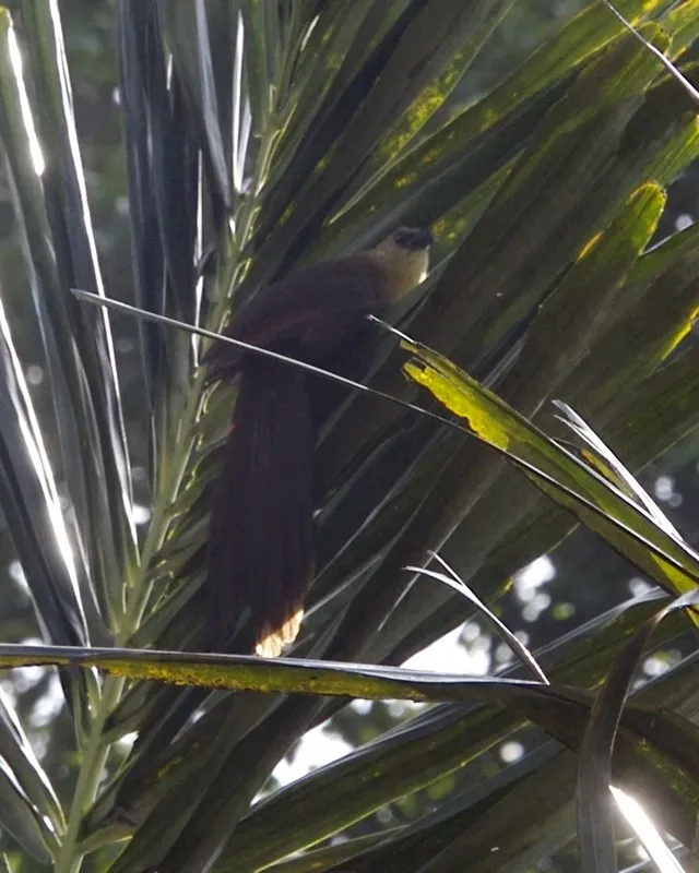 File:Bay Coucal (Centropus celebensis ) - Flickr - Lip Kee.jpg
