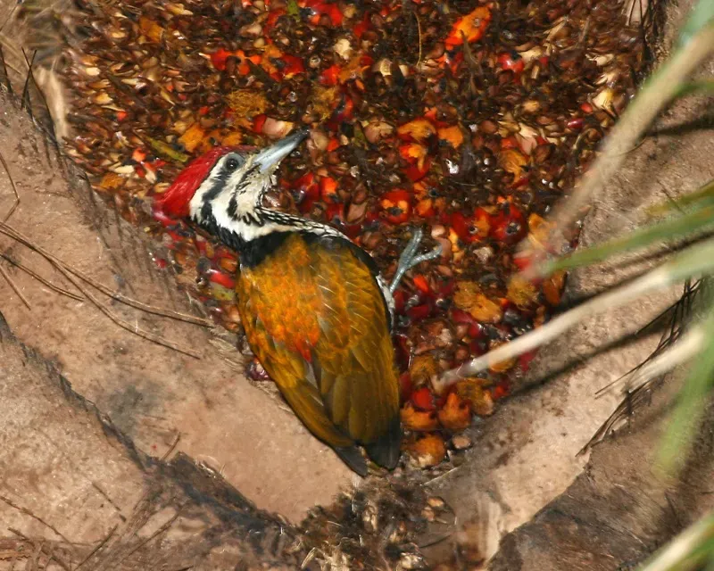 File:Common Flameback , male (Dinopium javanense) - Flickr - Lip Kee.jpg
