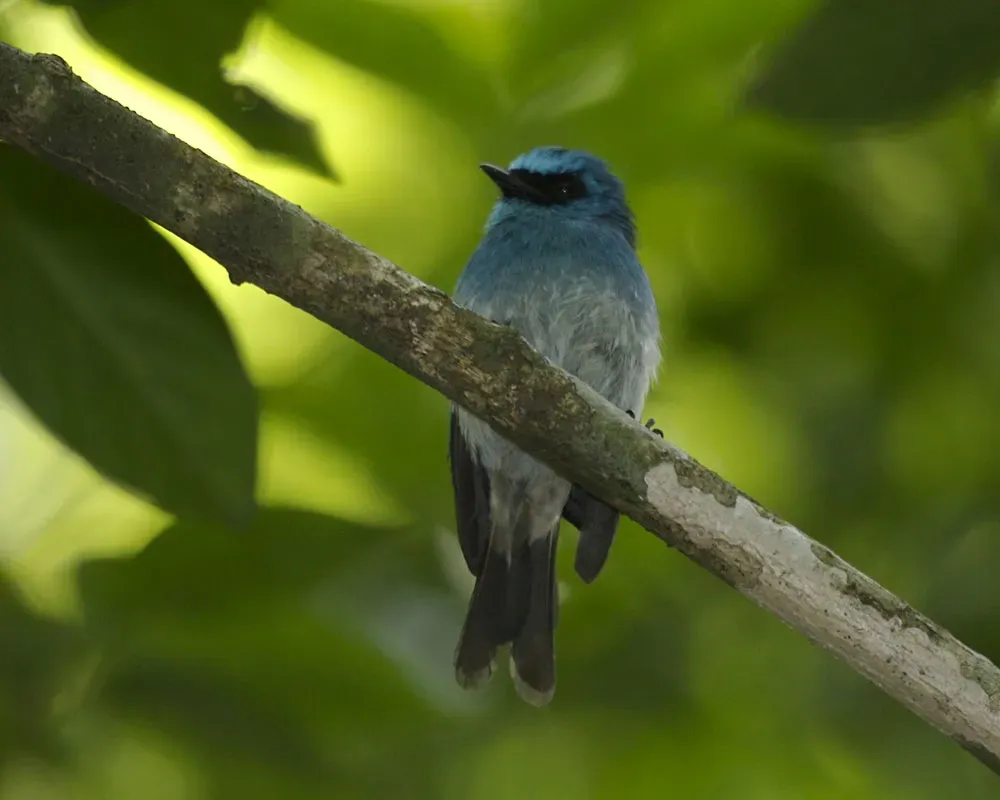 File:Indigo Flycatcher (Eumyias indigo) - Flickr - Lip Kee (2).jpg