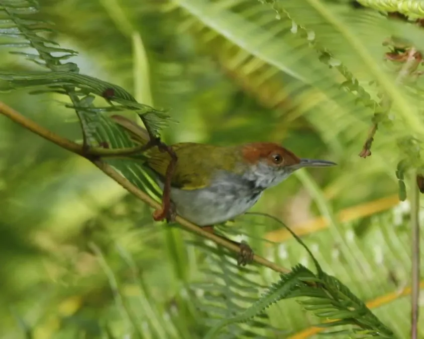 File:Dark-necked Tailorbird (Orthotomus atrogularis) - Flickr - Lip Kee.jpg
