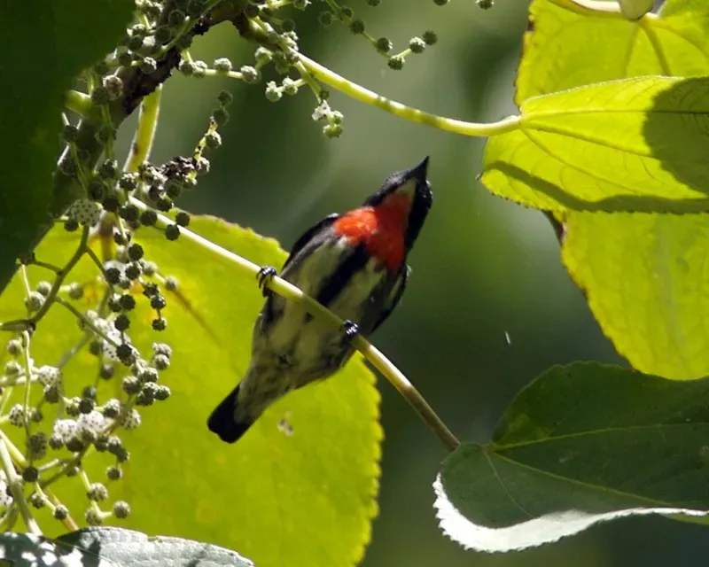 File:Grey-sided Flowerpecker, Dicaeum celebicum celebicum - Male - Flickr - Lip Kee.jpg